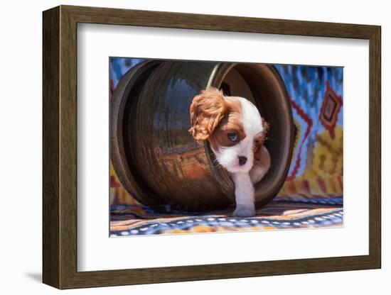 Cavalier King Charles Spaniel Puppy-Zandria Muench Beraldo-Framed Photographic Print