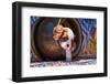 Cavalier King Charles Spaniel Puppy-Zandria Muench Beraldo-Framed Photographic Print