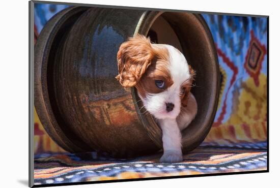 Cavalier King Charles Spaniel Puppy-Zandria Muench Beraldo-Mounted Photographic Print