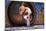 Cavalier King Charles Spaniel Puppy-Zandria Muench Beraldo-Mounted Photographic Print