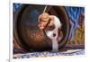 Cavalier King Charles Spaniel Puppy-Zandria Muench Beraldo-Framed Photographic Print