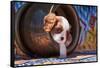 Cavalier King Charles Spaniel Puppy-Zandria Muench Beraldo-Framed Stretched Canvas