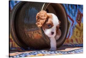 Cavalier King Charles Spaniel Puppy-Zandria Muench Beraldo-Stretched Canvas