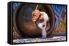 Cavalier King Charles Spaniel Puppy-Zandria Muench Beraldo-Framed Stretched Canvas