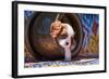 Cavalier King Charles Spaniel Puppy-Zandria Muench Beraldo-Framed Photographic Print