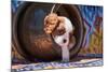 Cavalier King Charles Spaniel Puppy-Zandria Muench Beraldo-Mounted Photographic Print