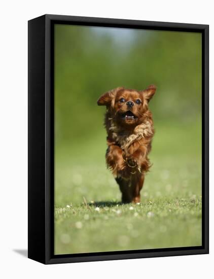 Cavalier King Charles Spaniel, Ruby, 10 Month, Running Fast in Garden-Petra Wegner-Framed Stretched Canvas