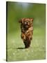 Cavalier King Charles Spaniel, Ruby, 10 Month, Running Fast in Garden-Petra Wegner-Stretched Canvas