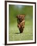 Cavalier King Charles Spaniel, Ruby, 10 Month, Running Fast in Garden-Petra Wegner-Framed Premium Photographic Print