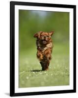 Cavalier King Charles Spaniel, Ruby, 10 Month, Running Fast in Garden-Petra Wegner-Framed Premium Photographic Print