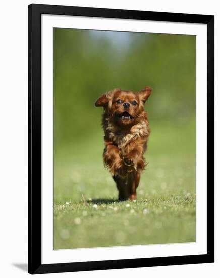 Cavalier King Charles Spaniel, Ruby, 10 Month, Running Fast in Garden-Petra Wegner-Framed Premium Photographic Print