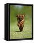 Cavalier King Charles Spaniel, Ruby, 10 Month, Running Fast in Garden-Petra Wegner-Framed Stretched Canvas