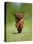 Cavalier King Charles Spaniel, Ruby, 10 Month, Running Fast in Garden-Petra Wegner-Stretched Canvas