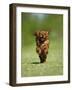 Cavalier King Charles Spaniel, Ruby, 10 Month, Running Fast in Garden-Petra Wegner-Framed Photographic Print