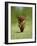 Cavalier King Charles Spaniel, Ruby, 10 Month, Running Fast in Garden-Petra Wegner-Framed Photographic Print