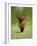 Cavalier King Charles Spaniel, Ruby, 10 Month, Running Fast in Garden-Petra Wegner-Framed Photographic Print