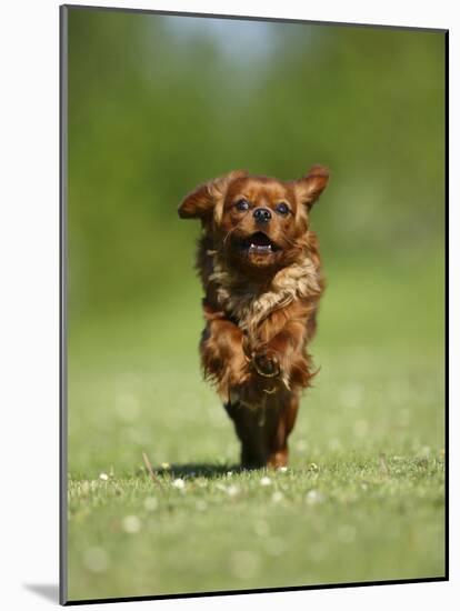 Cavalier King Charles Spaniel, Ruby, 10 Month, Running Fast in Garden-Petra Wegner-Mounted Photographic Print