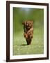 Cavalier King Charles Spaniel, Ruby, 10 Month, Running Fast in Garden-Petra Wegner-Framed Photographic Print