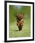 Cavalier King Charles Spaniel, Ruby, 10 Month, Running Fast in Garden-Petra Wegner-Framed Photographic Print