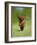 Cavalier King Charles Spaniel, Ruby, 10 Month, Running Fast in Garden-Petra Wegner-Framed Photographic Print