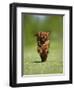 Cavalier King Charles Spaniel, Ruby, 10 Month, Running Fast in Garden-Petra Wegner-Framed Photographic Print