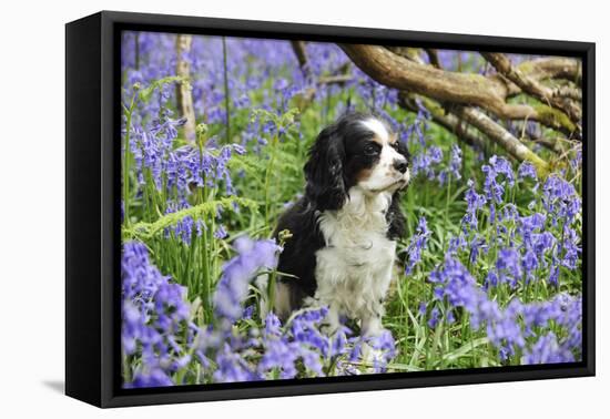 Cavalier King Charles Spaniel Sitting in Bluebells-null-Framed Stretched Canvas