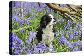 Cavalier King Charles Spaniel Sitting in Bluebells-null-Stretched Canvas