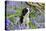 Cavalier King Charles Spaniel Sitting in Bluebells-null-Stretched Canvas