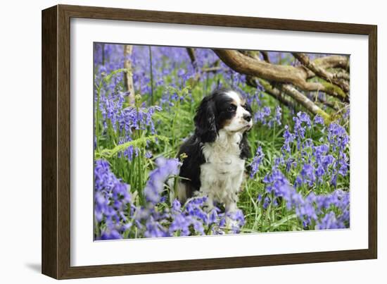 Cavalier King Charles Spaniel Sitting in Bluebells-null-Framed Photographic Print