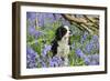 Cavalier King Charles Spaniel Sitting in Bluebells-null-Framed Photographic Print