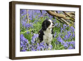 Cavalier King Charles Spaniel Sitting in Bluebells-null-Framed Photographic Print