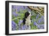 Cavalier King Charles Spaniel Sitting in Bluebells-null-Framed Photographic Print