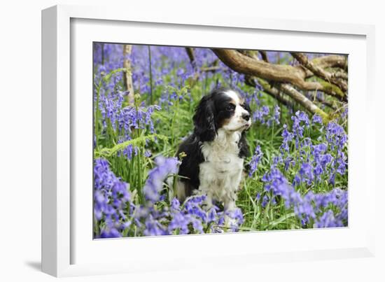 Cavalier King Charles Spaniel Sitting in Bluebells-null-Framed Photographic Print