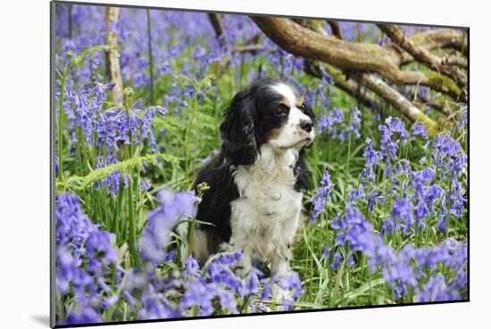 Cavalier King Charles Spaniel Sitting in Bluebells-null-Mounted Photographic Print