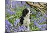 Cavalier King Charles Spaniel Sitting in Bluebells-null-Mounted Photographic Print