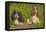 Cavalier King Charles Spaniel Three Sitting Behind Log-null-Framed Stretched Canvas