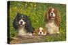 Cavalier King Charles Spaniel Three Sitting Behind Log-null-Stretched Canvas