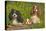 Cavalier King Charles Spaniel Three Sitting Behind Log-null-Stretched Canvas