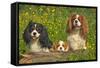 Cavalier King Charles Spaniel Three Sitting Behind Log-null-Framed Stretched Canvas