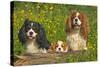 Cavalier King Charles Spaniel Three Sitting Behind Log-null-Stretched Canvas