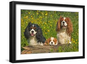 Cavalier King Charles Spaniel Three Sitting Behind Log-null-Framed Photographic Print