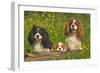 Cavalier King Charles Spaniel Three Sitting Behind Log-null-Framed Photographic Print