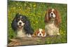 Cavalier King Charles Spaniel Three Sitting Behind Log-null-Mounted Photographic Print