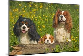 Cavalier King Charles Spaniel Three Sitting Behind Log-null-Mounted Photographic Print