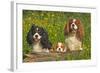 Cavalier King Charles Spaniel Three Sitting Behind Log-null-Framed Photographic Print