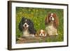 Cavalier King Charles Spaniel Three Sitting Behind Log-null-Framed Photographic Print