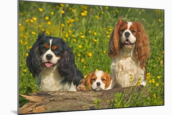 Cavalier King Charles Spaniel Three Sitting Behind Log-null-Mounted Photographic Print