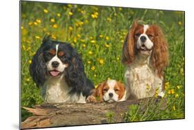 Cavalier King Charles Spaniel Three Sitting Behind Log-null-Mounted Photographic Print