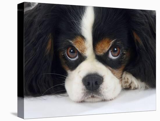 Cavalier King Charles Spaniel, Tricolour, Portrait-Petra Wegner-Stretched Canvas