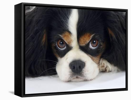 Cavalier King Charles Spaniel, Tricolour, Portrait-Petra Wegner-Framed Stretched Canvas